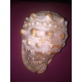 For the Sea Shell Collector