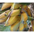 Burro Banana Plant