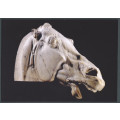 British Museum post card -- The Head of the Horse of Selene. printed in England.