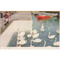 Vintage Post Card - Swans on Parade. Cotman Colour Post Card