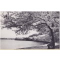 Vintage Post Card - Japanese Cherry Trees Around Tidal Basin - Artcard USA