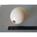 Ostrich egg shell