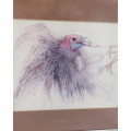 Set of 2 stunning pencil drawings from 1992. Lappet faced Vulture and Pel`s Fishing Owl. As new.