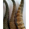 7 X BIG ANTELOPE HORNS, HARTBEES,SPRINGBOK ETC. IDEAL FOR KNIFE HANDLE MAKING OR CRAFTS !!