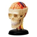 Human Anatomy - Cranial nerve skull anat