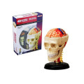 Human Anatomy - Cranial nerve skull anat