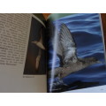 CAPE PENINSULA BIRDLIFE. An introduction to better birdwatching