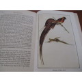 A Bird-lover in Rhodesia. SUNBIRDS AND JACARANDAS. Madeline Alston