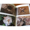 SOUTHERN AFRICA SPIDERS An Identification Guide Martin R. Filmer