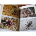 SOUTHERN AFRICA SPIDERS An Identification Guide Martin R. Filmer