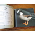 BEAUTIFUL DUCKS  Portraits of champion breeds by Liz Wright Photographed by Andrew Perris
