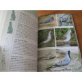 Guide to BIRDS of the Kruger National Park  Warwick Tarboton & Peter Ryan