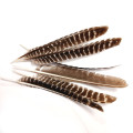 Un-Cut Natural Barred Turkey Feathers for Arrow Fletching - Left Wing