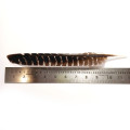 Un-Cut Natural Barred Turkey Feathers for Arrow Fletching - Right Wing