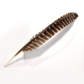Un-Cut Natural Barred Turkey Feathers for Arrow Fletching - Right Wing