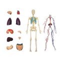 Human Anatomy - Cleared Human Body (13")