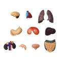 Human Anatomy - Cleared Human Body (13")