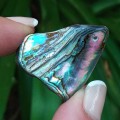 Paua Shell, ormer, abalone, Haliotidae, Haliotis iris, mother-of-pearl- New Zealand - random pick