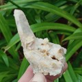 Spirit quartz witches` finger crystal, cactus quartz - Boekenhouthoek, South Africa 72 grams