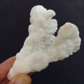Cat`s claw coral, Stylophora, staghorn corals, Acropora aquarium coral  - Madagascar 54 grams