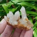 Citrine witches` finger, Spirit quartz cluster - Boekenhouthoek, South Africa 60 grams