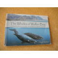 THE WHALES OF WALKER BAY  Written and illustrated by Noel Ashton