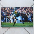 1995 World Cup - Hennie Le Roux - Rugby Hardboard Image