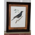 A BEAUTIFUL FRAMED "BIRDS OF AFRICA" HAND-COLOURED ENGRAVING ILLUSTRATION PRINT