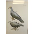 2x INCREDIBLE FRAMED "BIRDS OF JAMAICA" HAND-COLOURED ENGRAVING ILLUSTRATION PRINTS bid/print