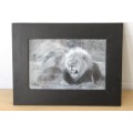 3x exquisite animal photograph prints of lions, a zebra and elephants in stunning black frames