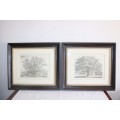 Two exquisitely framed (behind glass) J.G. Strutt titled etching prints - price/print