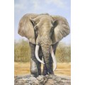 A wonderful framed and signed oil on board painting of a magnificent elephant - stunning art!