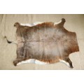 **RS17** A fantastic (1,4m x 1m) genuine Blesbok skin/ hide mat in great condition