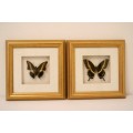 Two highly collectible box framed butterflies 'Charaxes Castor' and 'Papilio Lormieri'