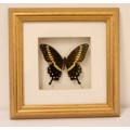 Two highly collectible box framed butterflies 'Charaxes Castor' and 'Papilio Lormieri'