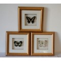 3 very collectible box framed butterflies 'Euxanthe Crowsleyi' 'Salamis Aethiops' 'Papilo Demodocus'