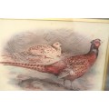 **RS17** Two gorgeous framed behind glass prints of Pheasants. Versicolor and Colchicus Pheasants