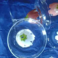 Glasses or dessert bowls size 12x12x5cm Qty is 5 No chips or cracks