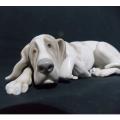 Stunning Llardo Porcelain Dog
