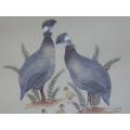 Crested Guineafowl Art by Kob