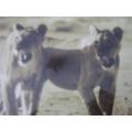 Gerrit Pitout Signed Photo of Two Lionesses