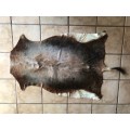 animal skin blesbok , approx.size:  90cm x 120cm