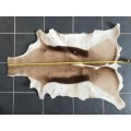 animal skin , Springbok skin,  LOT 1  119cm x 89cm