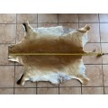 animal skin , lechwe skin lot 1 , approx.size:  1.40m x 1.04m, professional skined and tanned, hunt