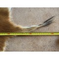 animal skin , lechwe skin lot 1 , approx.size:  1.40m x 1.04m, professional skined and tanned, hunt