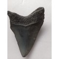 Megalodon Shark`s Tooth