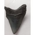 Megalodon Shark`s Tooth