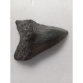 Megalodon Shark`s Tooth