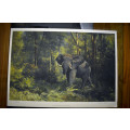 Elephant (Knysna Elephant) print by Dino Paravano  Limited edition numbered and signed colour litho