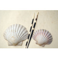 Two vintage Scallop shells measuring 10 cm and 13 cm respectively with two Porcupine quills.